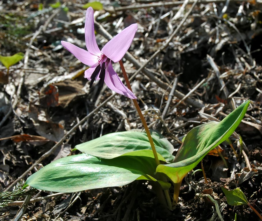 Кандык (erythronium)