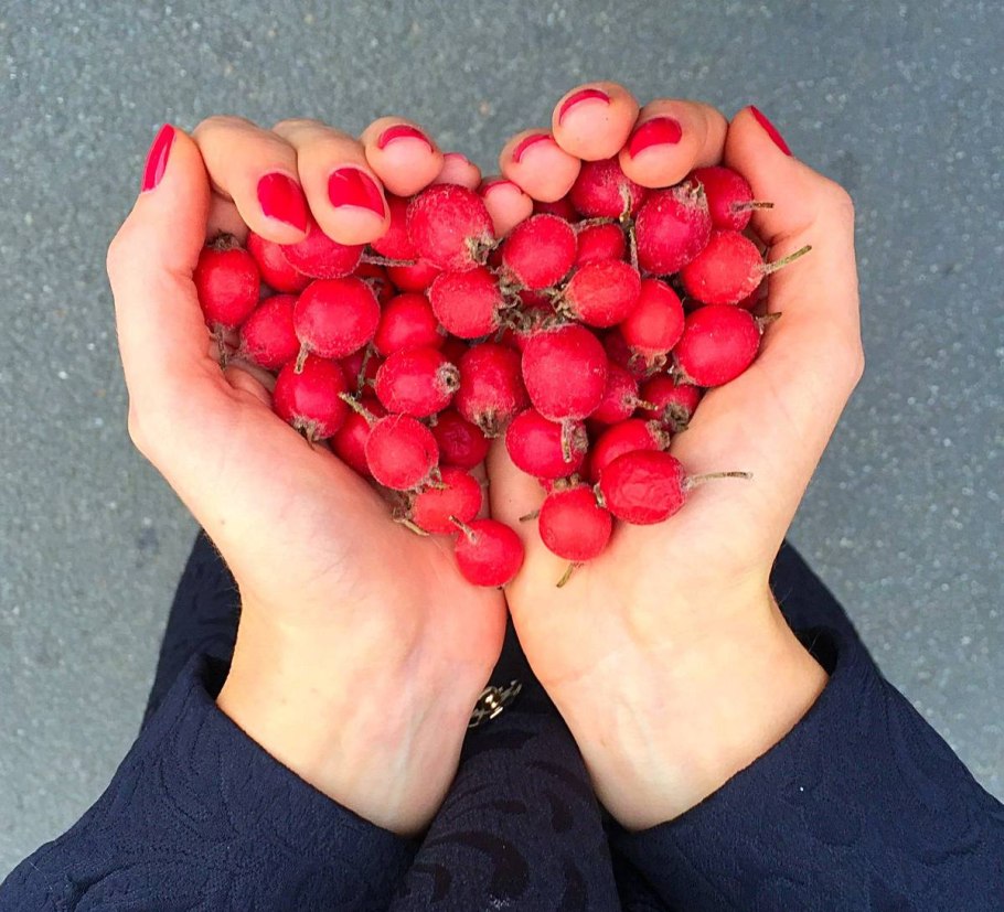 Боярышник пассифлора боярышник