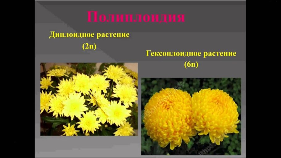 Систематика голосеменных растений