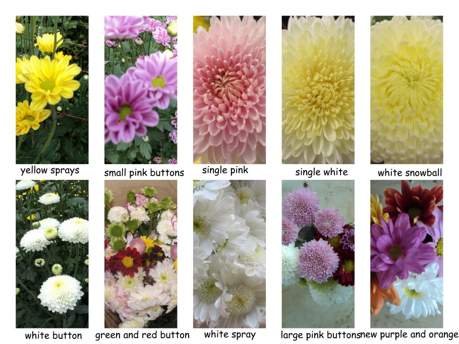 Классификация сортов хризантем