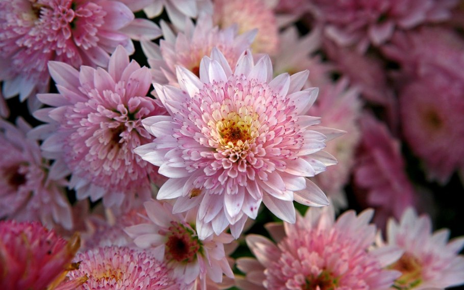 Хризантема метельчатая