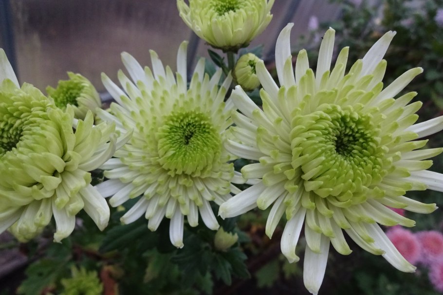 Хризантема Арлекин