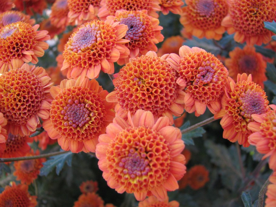 Астра желтая игольчатая