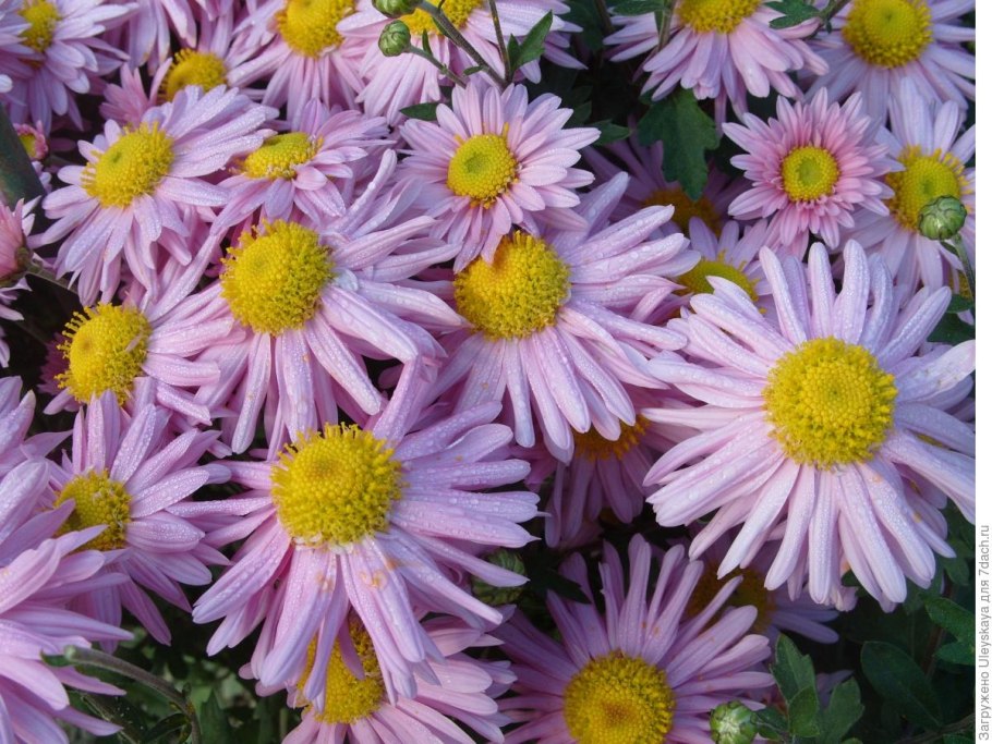 Хризантема rubellum (сорт 'Mary Stoker')