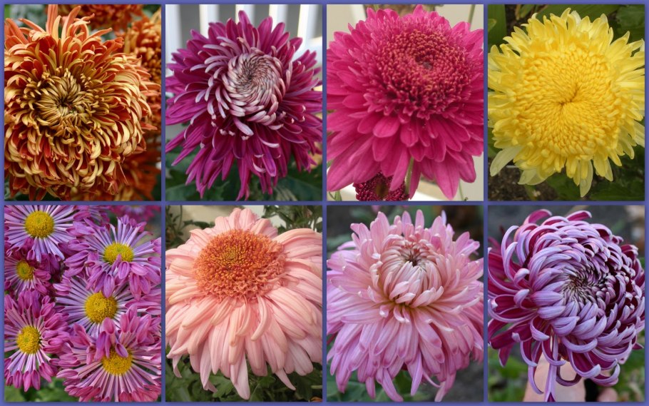 Строение трубчатых цветков сложноцветных