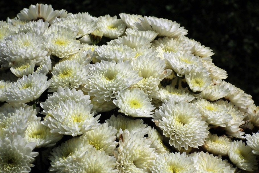 Цикл развития покрытосеменных растений схема