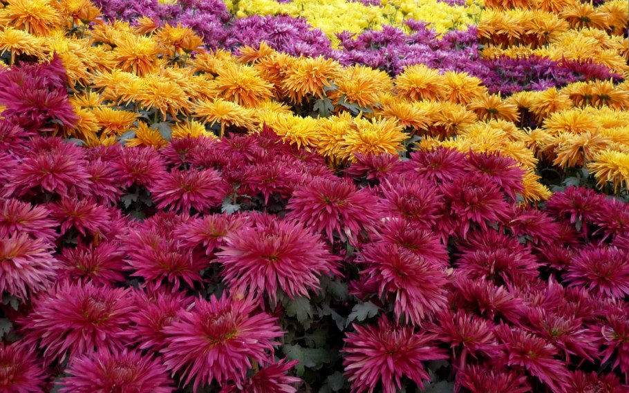 Классификация вегетативных органов растений