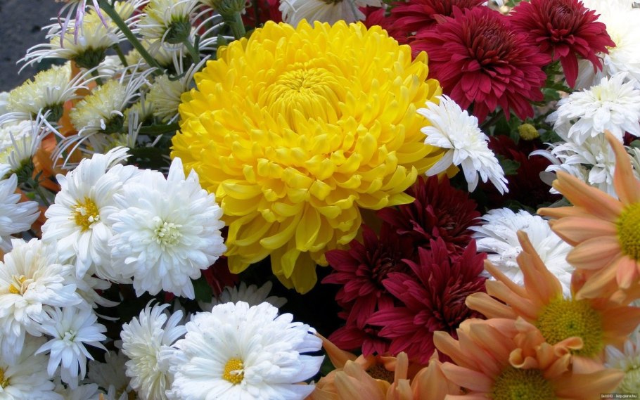 Хризантема корейская крупноцветковая