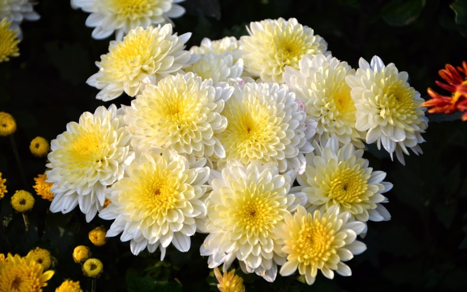 Хризантема Зивена