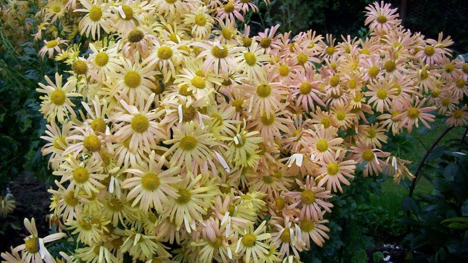 Хризантема мэри стокер