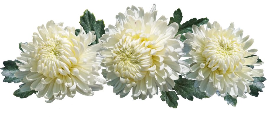 Хризантема мадам шер