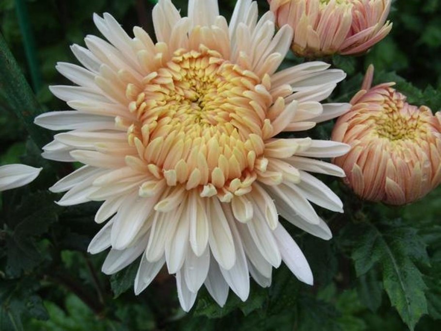 Хризантема балерина