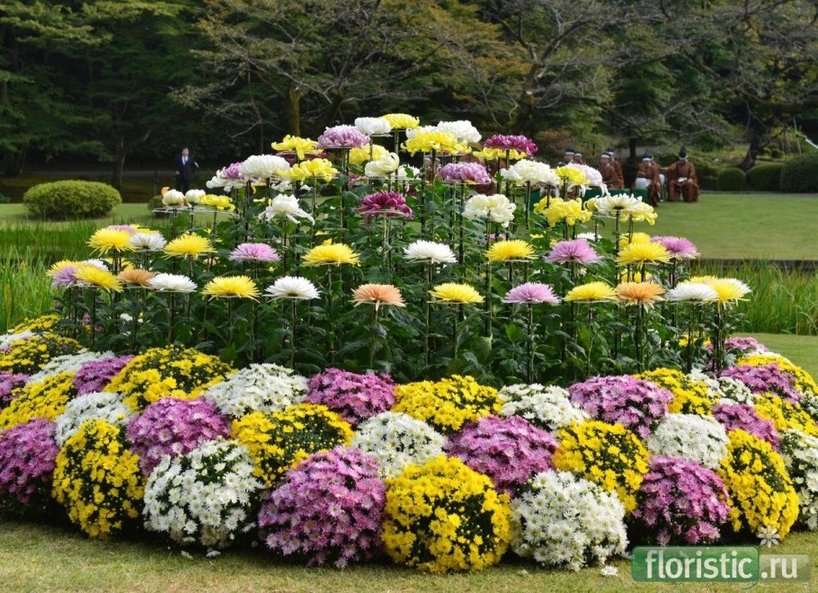 Хризантема мелкоцветковая