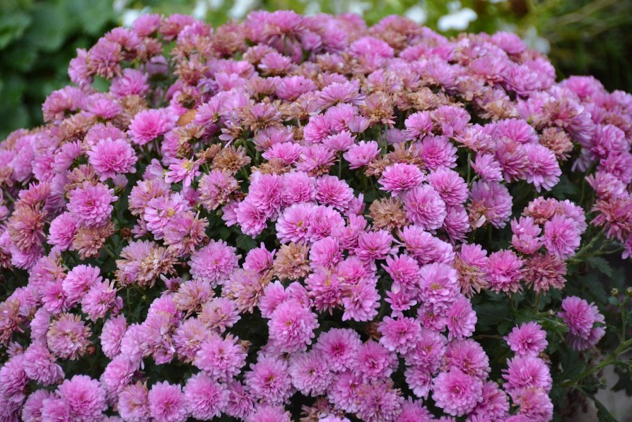 Хризантема филинг Грин