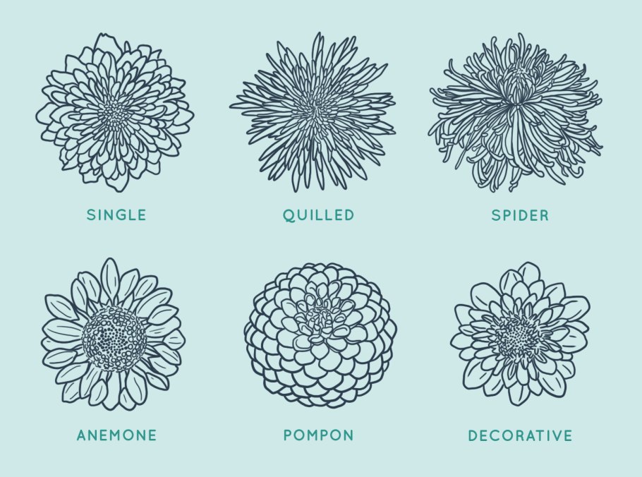 Чертеж хризантемы