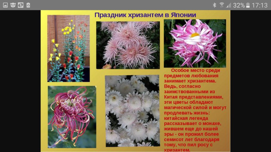 Сообщение о цветке Хризантема