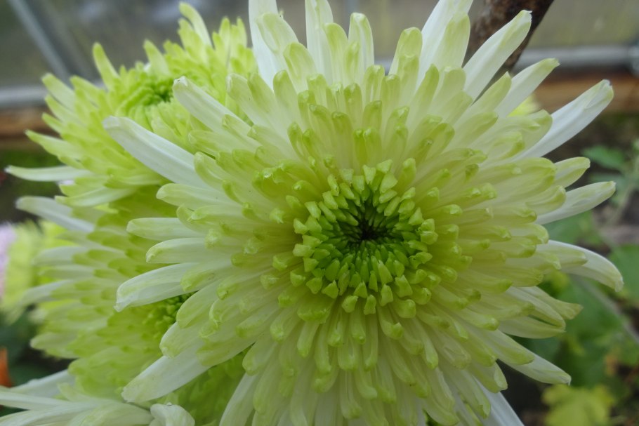 Хризантема Альтгольд