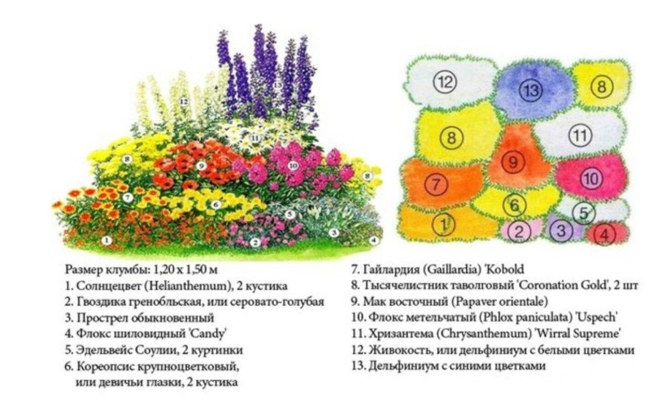 Хризантема (Chrysanthemum, Dendranthema) срезка