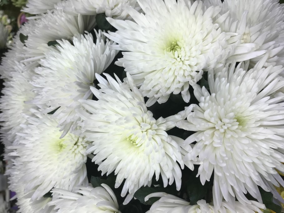 Полиплоидия в селекции растений