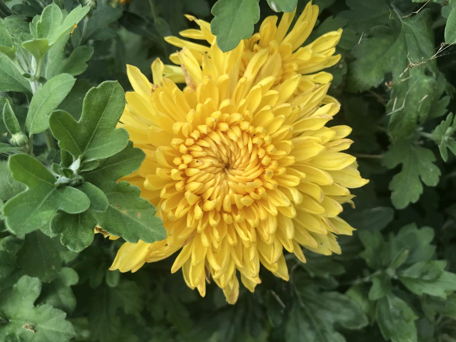 Хризантема кустовая бомбардино