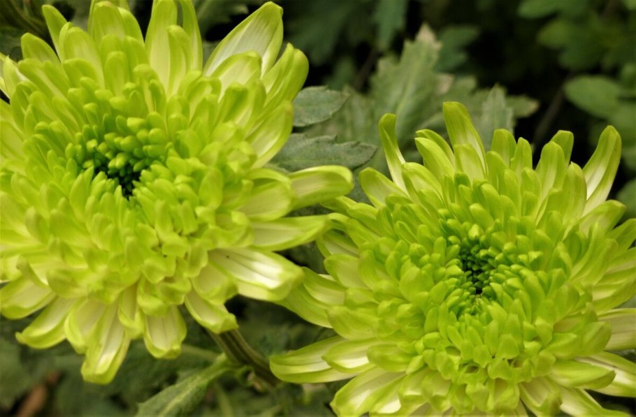 Хризантема Фуджи Сноу