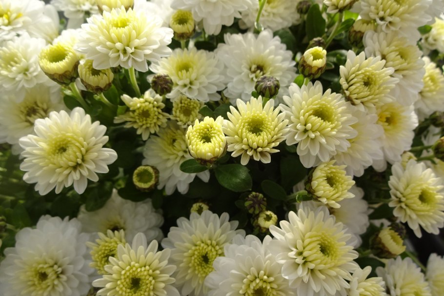 Хризантема корейская Зембла Бразил