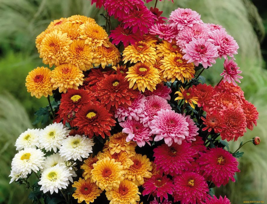 Хризантема корейская дубок