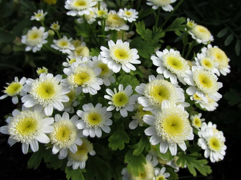 Матрикария пиретрум девичий