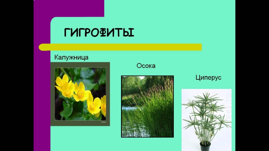 Экологические группы растений по отношению