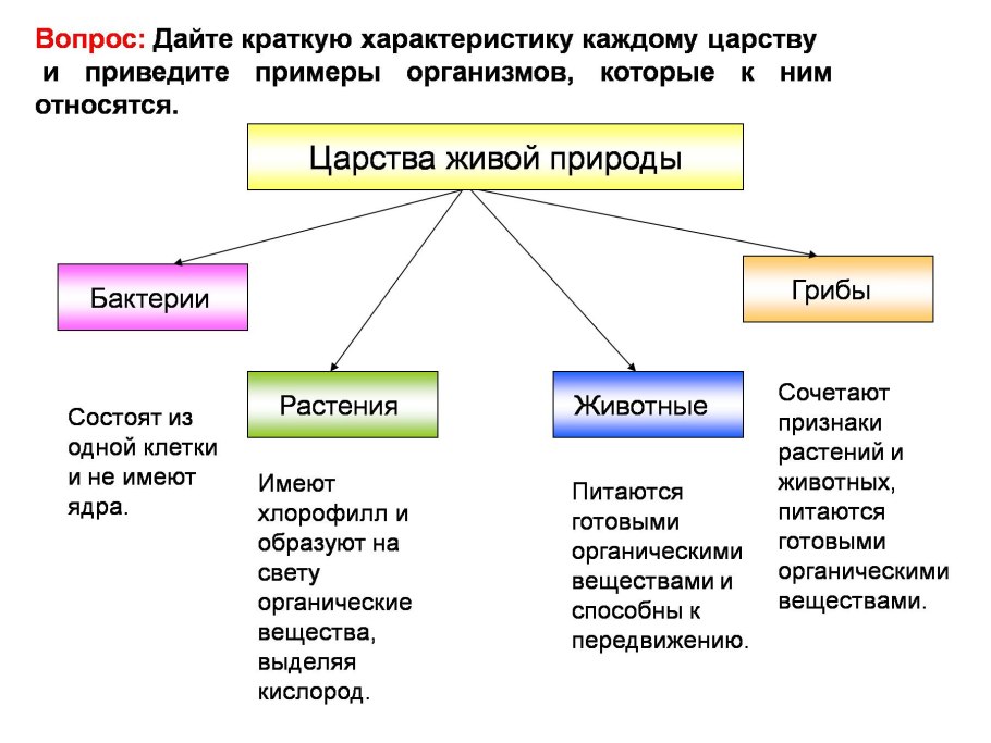 Классификация вегетативных органов растений
