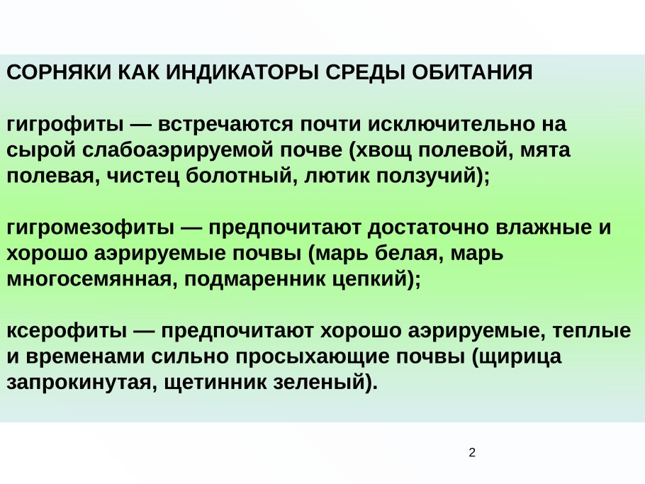 Стебель травянистого растения