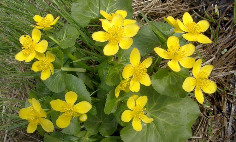 Биотические связи схема