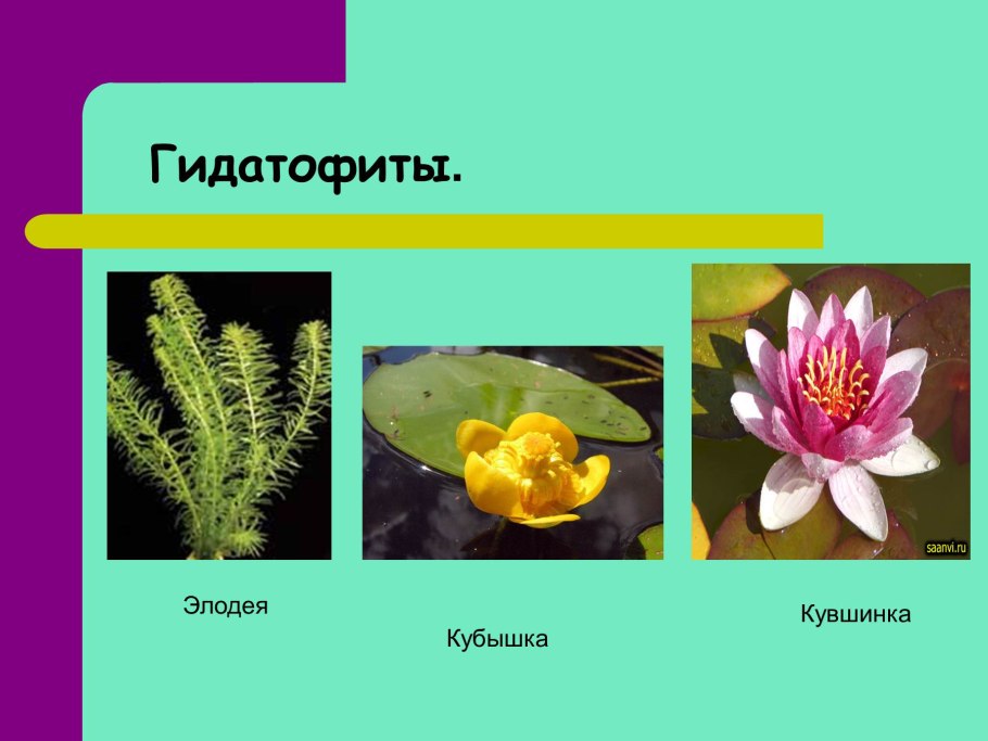 Приспособленность растений к среде обитания