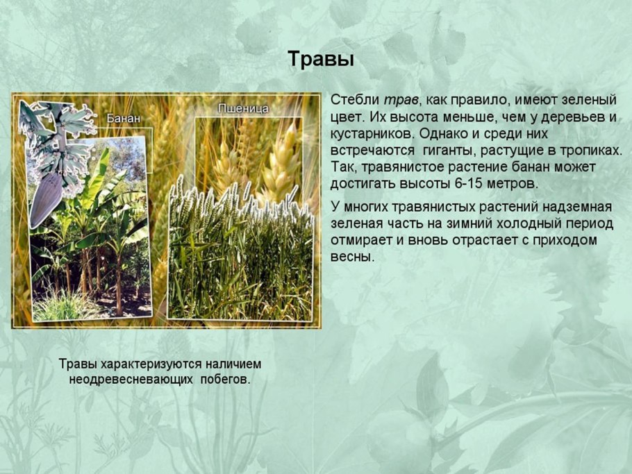 Царство растения Подцарство высшие растения