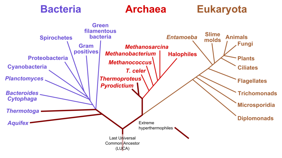 Гидатофиты водные растения