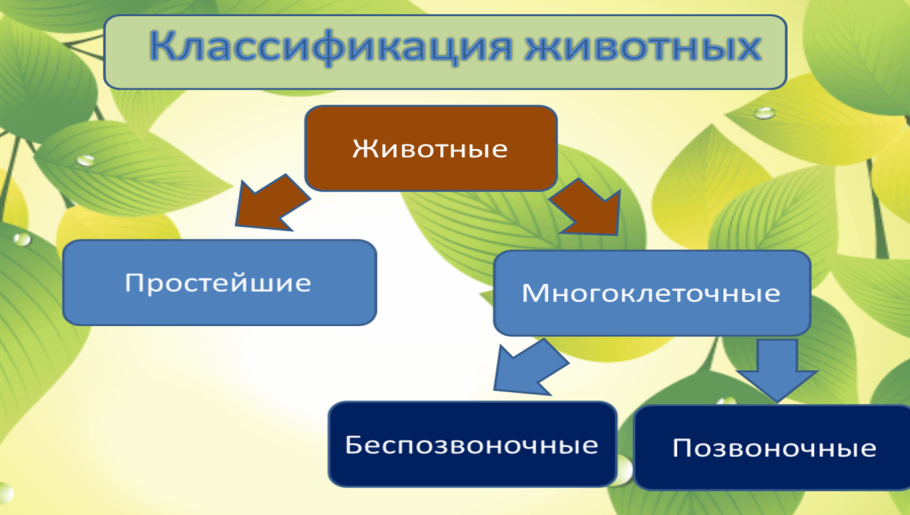 Царство животных Подцарство Тип класс