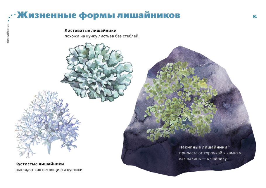 Накипные листоватые и кустистые лишайники