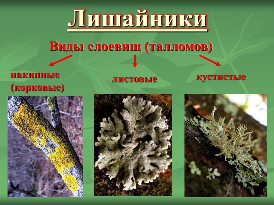 Накипные лишайники 5 класс