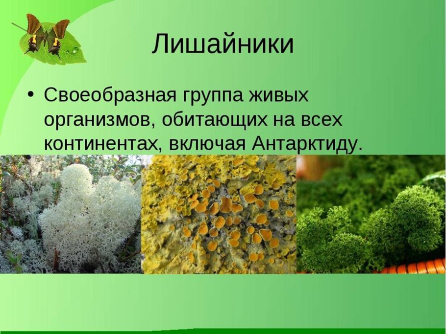 Грибы лишайники названия