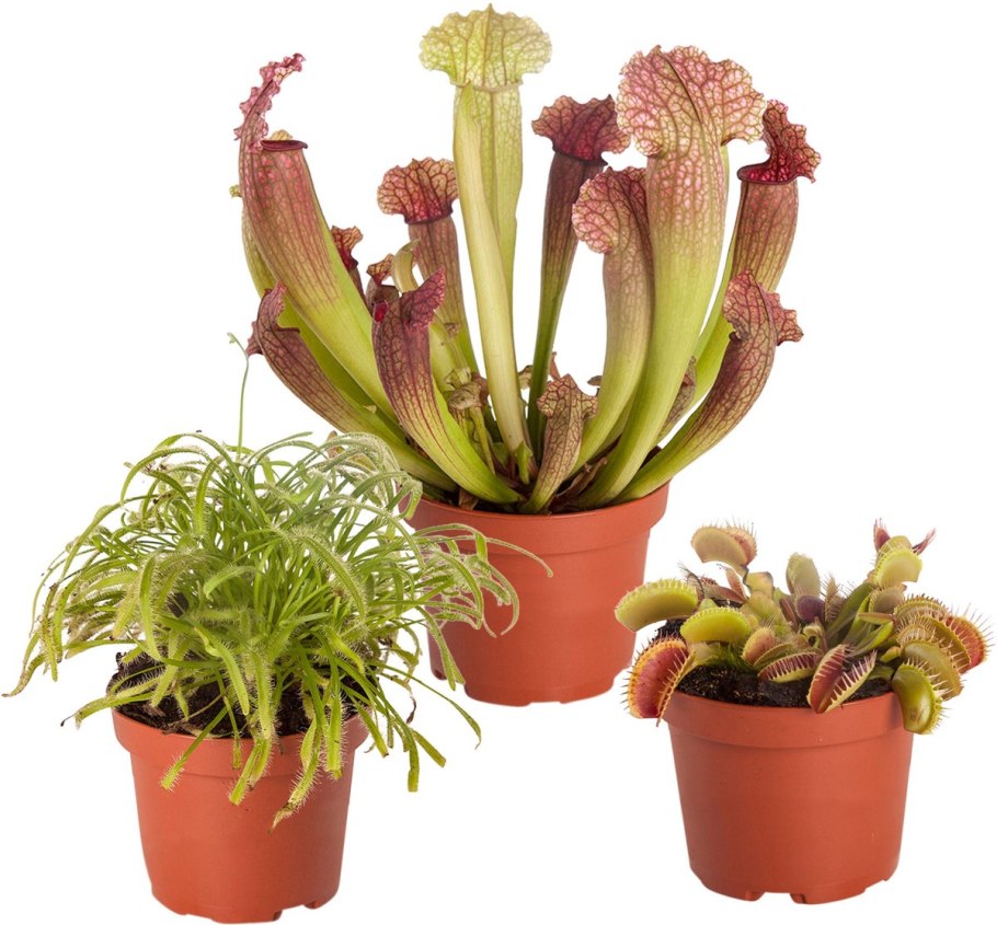 Молодой цветонос у саррацении