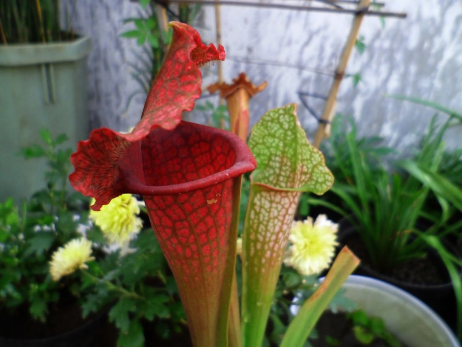 Саррацения Barba