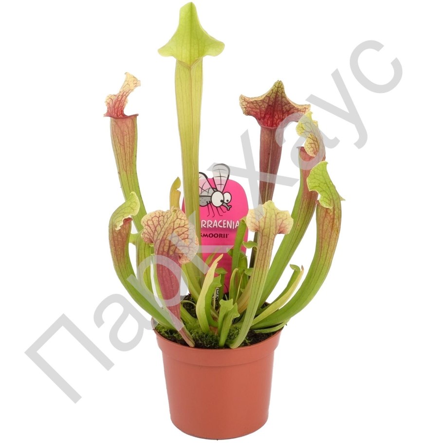 Дарлингтония Калифорнийская