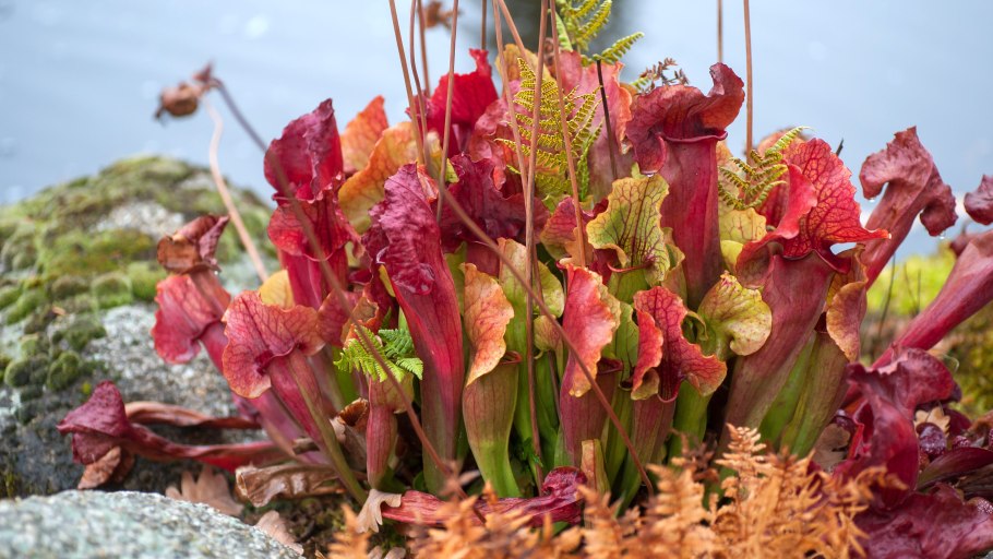 Саррацения семена и всходы