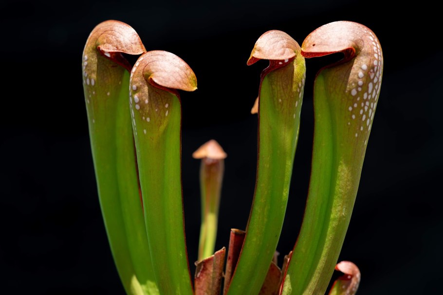 Sarracenia purpurea плотоядное растение