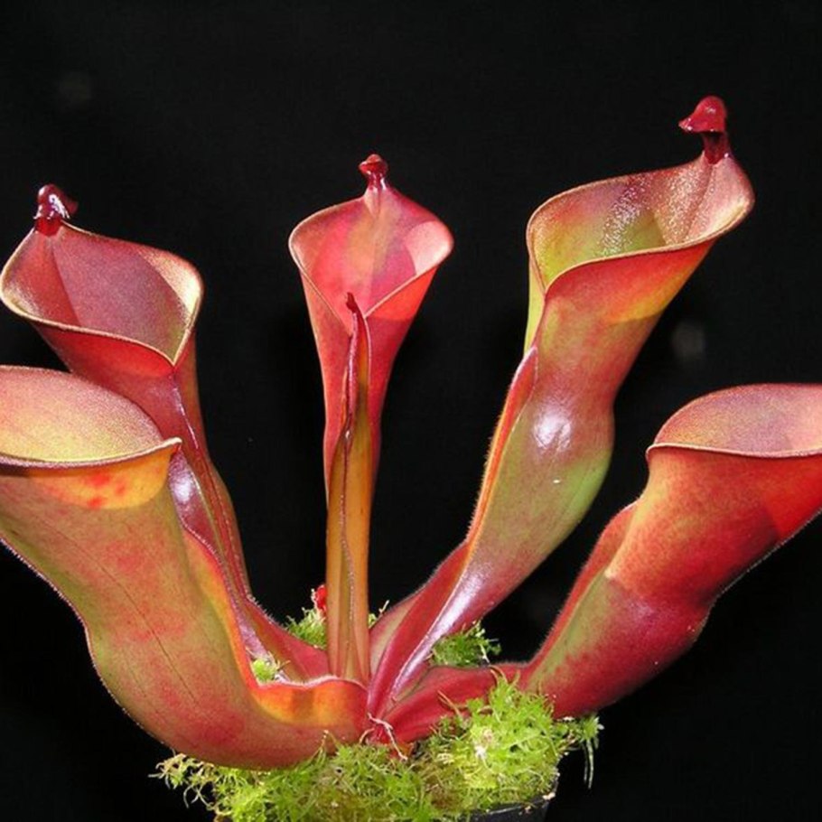 Саррацения Сопера