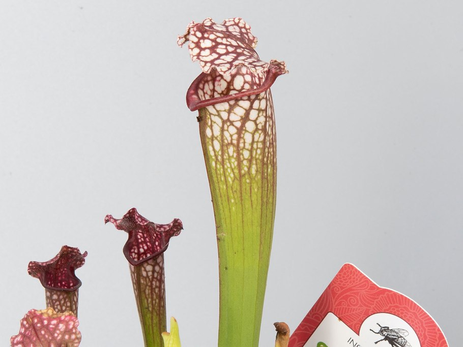 Комнатный цветок Лебедушка