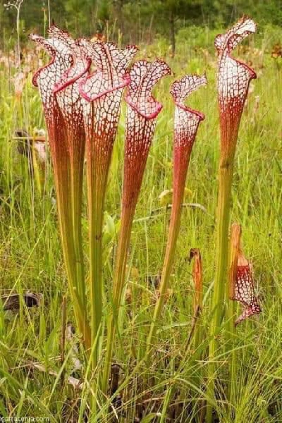 Саррацения пситтацина