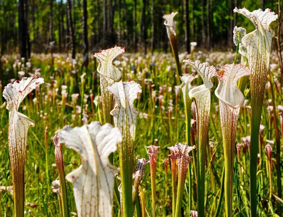 Саррацения Веноза