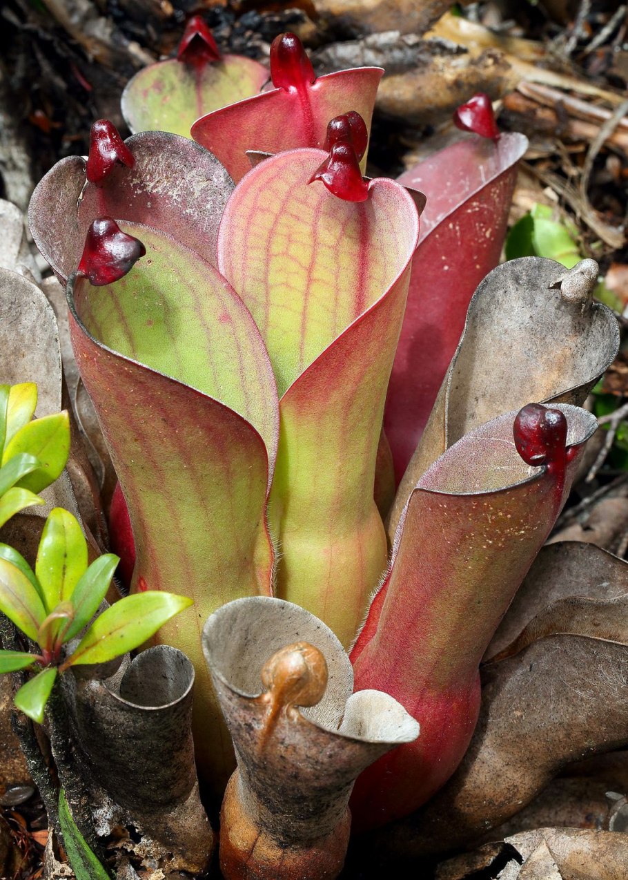 Саррацения Джудит