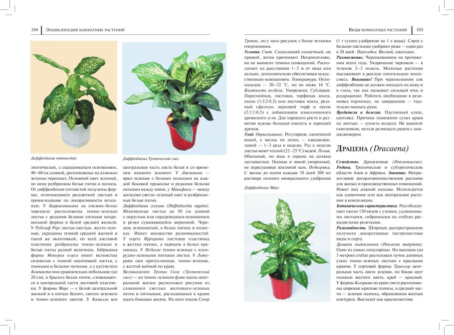 Аглаонема черенок